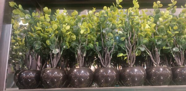 Ceramic Pot For indoor plants Decoration, Indoor Décor, Cactus Succulents Plants, Unique and Elegant designs