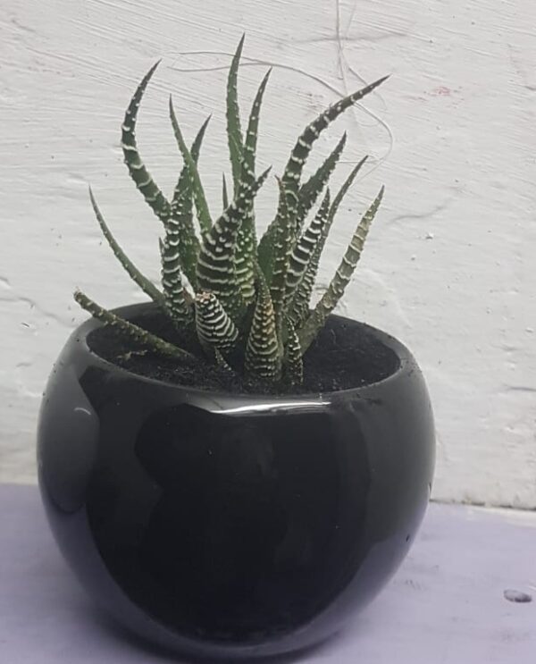 Ceramic Pot For indoor plants Decoration, Indoor Décor, Cactus Succulents Plants, Unique and Elegant designs - Image 3