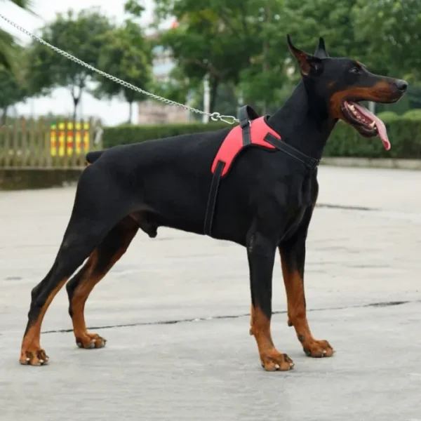 Dog Leash Chest Harness, Adjustable Chest Harness For Dogs (z.y 163 XXL). - Image 5