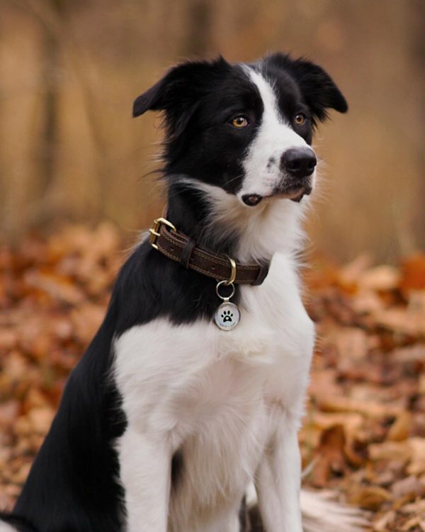Genuine Leather Dog Collar, Heavy Duty Dog Collar with Metal Buckle, Soft and Durable Leather Collars Adjustable for Large Dogs (z.y 187 1.5 Inch). - Image 2