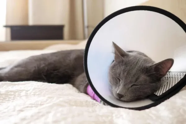 E-collar for Cats, Puppy, Elizabeth Protective Collar Wound Healing, Neck Cover (E-collar 8). - Image 2