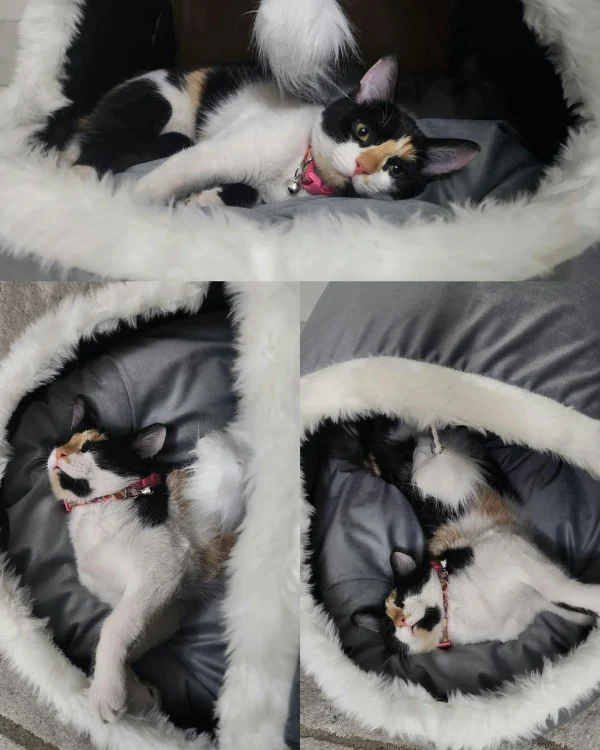 Igloo Bed for Pets Large, BHC-06010 - Image 3