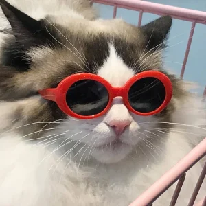 Pet Glasses, BHC-06026