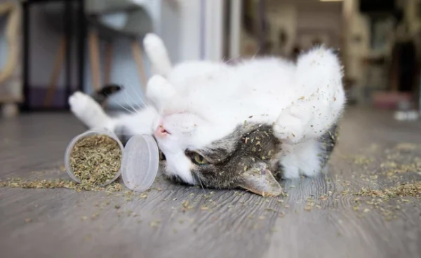 Cat Nip - Image 4
